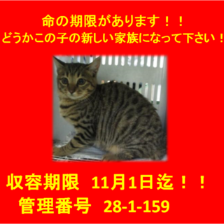 里親決定！(*´▽｀*)