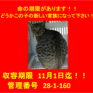 里親決定！！お迎えありがとうございました(^^♪