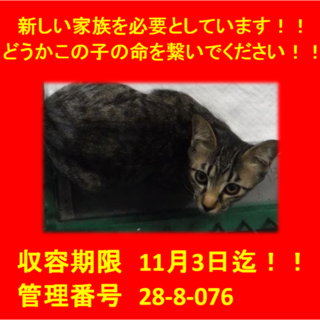 里親決定しました☆(*^-^*)