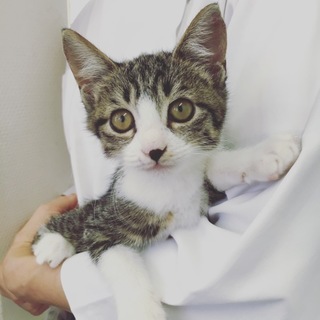 かわいいキジ白ちゃんの家族になってください♫