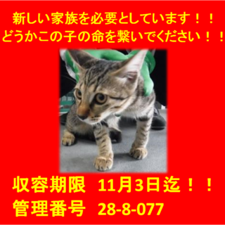 里親決定しました☆(*^-^*)