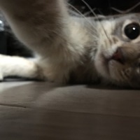 メル