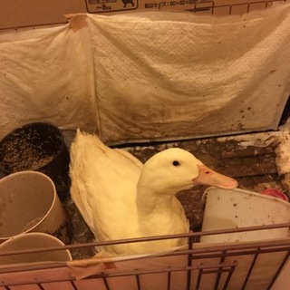 アヒルの里親募集