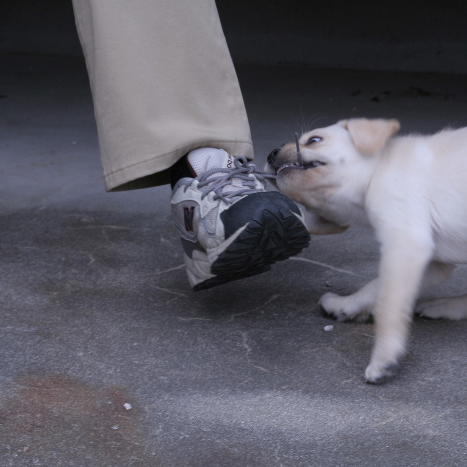らぶのカバー写真