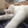 お腹の上に乗ってくれるようになりました