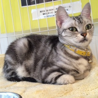 香箱座りのアメショ姫