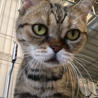 ブサカワ紅緒ちゃん