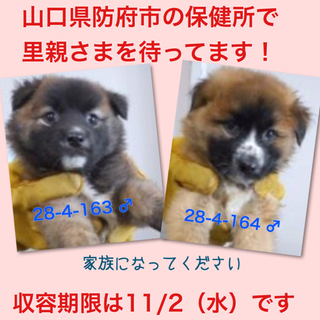 2匹とも譲渡されました！m(__)m