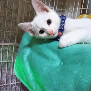 優しい子猫　白助くん　お見合決定募集一時停止