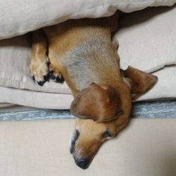 「丸くなって寝てる」サムネイル2