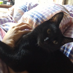 「丸くなって寝てる」サムネイル3