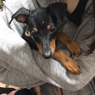 まだ子犬のミニチュアピンシャーの女の子