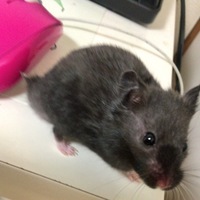 【故】おゆまる