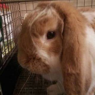 おっとり優しいロップイヤー