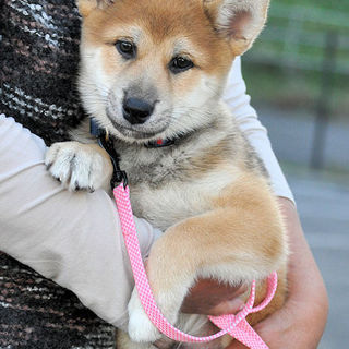 おっとりのんびりザラメくん