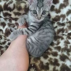 たくさんの可愛い猫参加、譲渡会開催です！