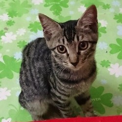 たくさんの可愛い猫参加、譲渡会開催です！ サムネイル2