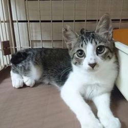 たくさんの可愛い猫参加、譲渡会開催です！ サムネイル3