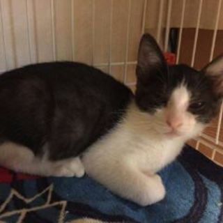 元気な3兄妹ですの白黒「はぁちゃん」