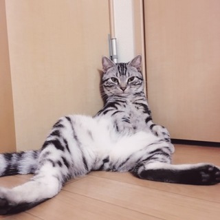 アメリカンショートヘア 生後10ヶ月