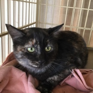 歌ちゃん　　大人しい子です