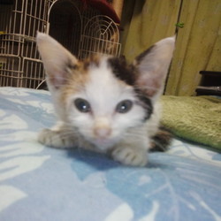 助けることができず、悔しいです。