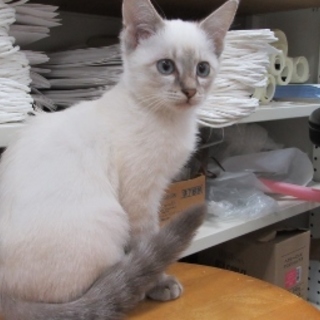 おりこうさん子猫「おかる」。人慣れバツグン！