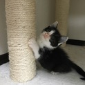 １ヶ月のオスの子猫です