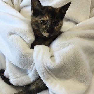 2か月半の3匹兄妹、シーナちゃん♪