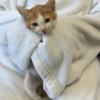 2か月チビチビ3兄弟の茶シロ子猫、イチロー君♪ 