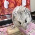 ｶﾗｰﾊﾑｽﾀｰ ♀ ｢妊娠してます｣