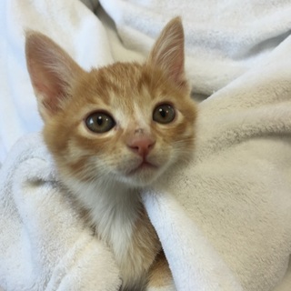 2か月チビチビ3兄弟の茶シロくん、ジロー君♪ 