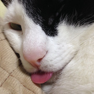 時間はかかるが甘えたの　又吉くん