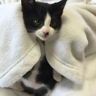 2か月チビチビ3兄弟の黒シロ子猫、サブロー君♪