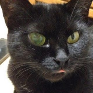 つやつや、甘えたさんな　メイサちゃん