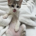 2か月の2匹姉弟、キジシロ子猫、ちぃチャン♪