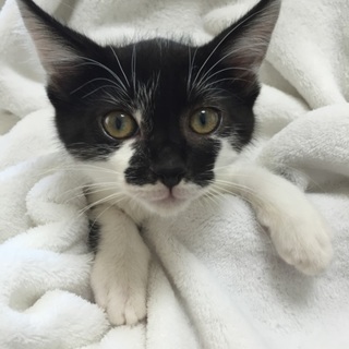 2か月の2匹姉弟、黒シロ子猫、ゾロ君♪