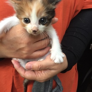 ★生後１ヶ月半  可愛いミケ姉妹★