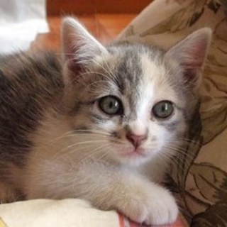 ひらり　チャーミングな女の子です