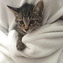 2か月チビチビ6兄妹、キジトラ子猫、キオ君♪