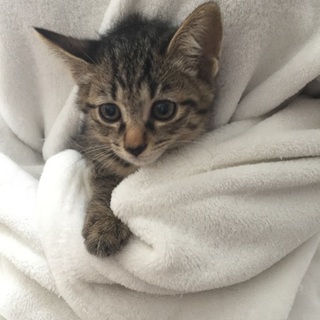 2か月チビチビ6兄妹、キジトラ子猫、キオ君♪