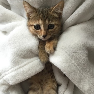 2か月チビチビ6兄妹、茶系キジ虎、サリーちゃん♪