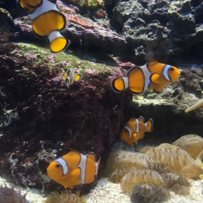 あみ、のカバー写真