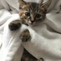 2か月チビチビ6兄妹、キジトラの子猫、ラトちゃん♪