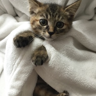 2か月チビチビ6兄妹、キジトラの子猫、ラトちゃん♪