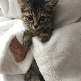 2か月チビチビ6兄妹、キジ虎メス猫、レフちゃん♪
