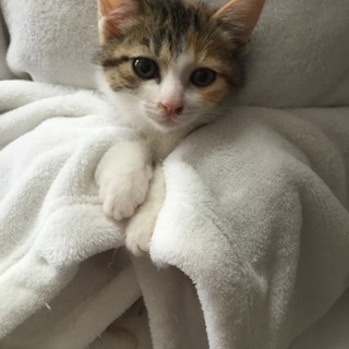 2か月チビチビ6兄妹のミケ子猫、ミケルちゃん♪