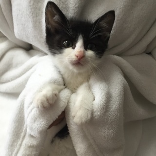 2か月チビチビ6兄妹の黒シロ子猫、カイ君♪ 