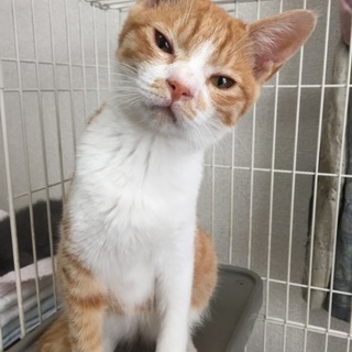 去勢済の5か月スリゴロ茶とら白、ゴロニャ君♪