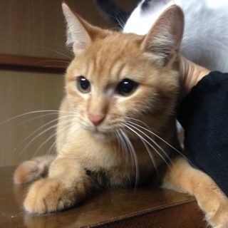 トラ猫の里親募集